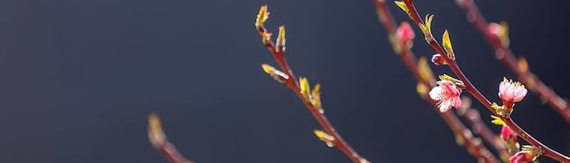 Alliance Behavioral Health