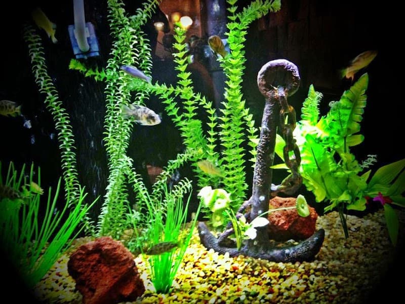 Anchor Counseling Center