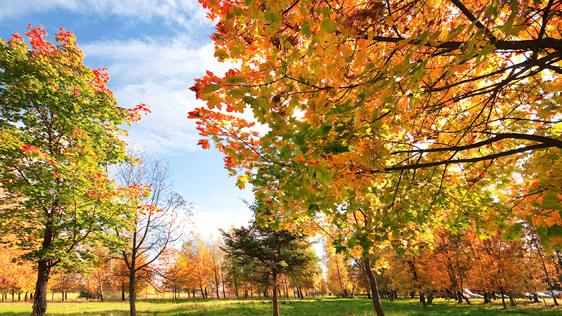 Anew Care Counseling Services LLC