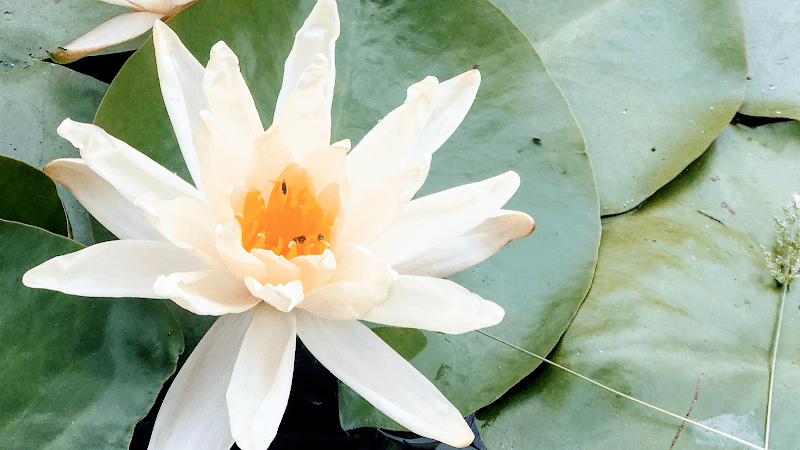 Ariel Black, MS, LMFT | Holistic Trauma Therapist Long Beach