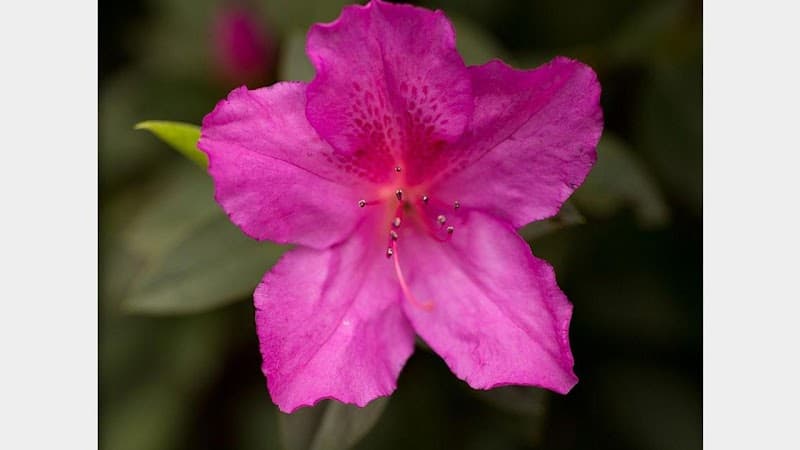 Azalea Coast Behavioral Health