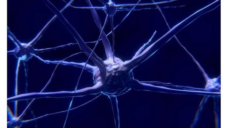 Behavioral Neuropsychology & Rehabilitation