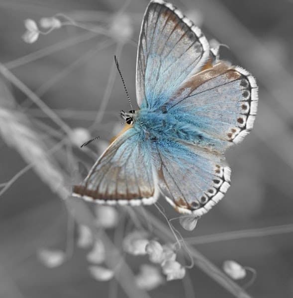 Bethesda Play Therapy and Healing Center