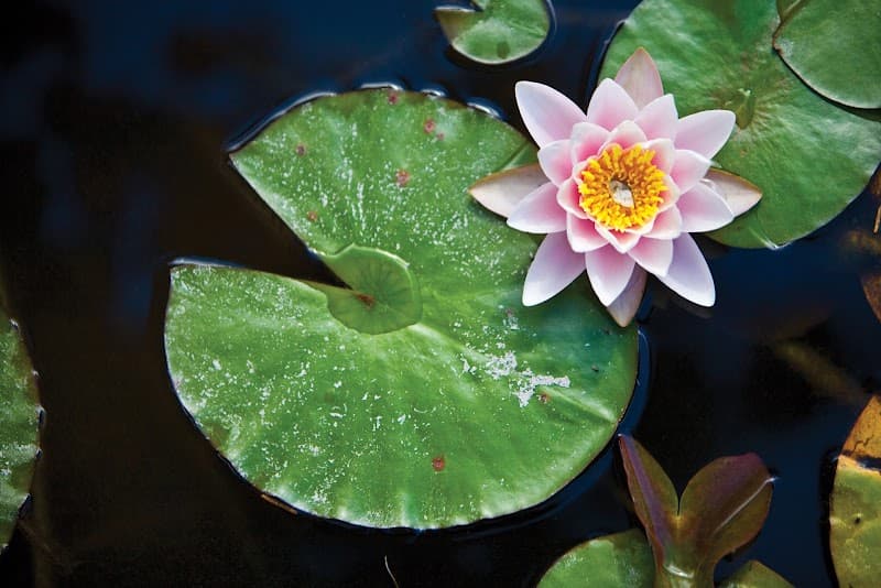 Bonnie Matyas, LPC, NCC, CPCS