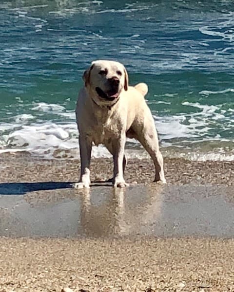 Counseling For the Healing Mind