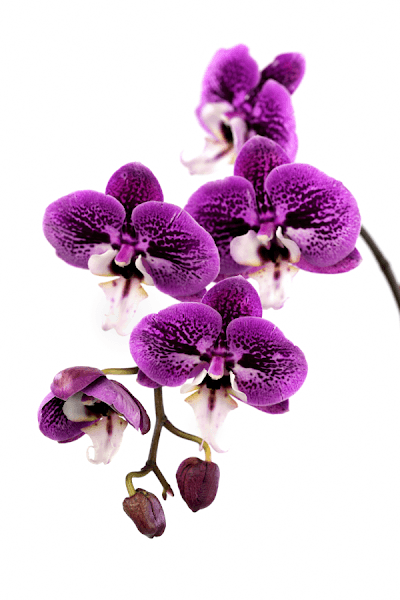 Destination Psychiatry