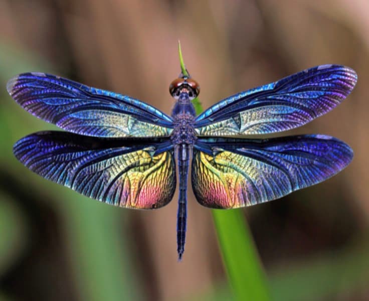 Dragonfly Counseling PLLC