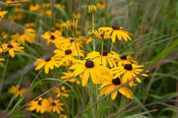 Enliven Psychotherapy