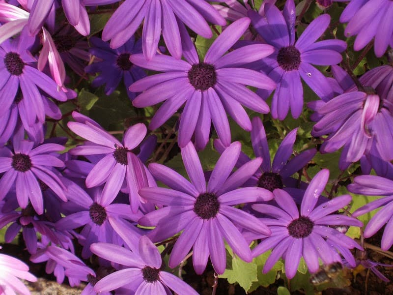 Fresh Perspectives Counseling