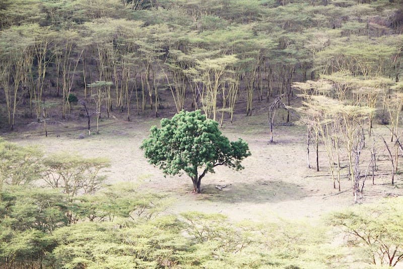 Hebisen Counseling LLC