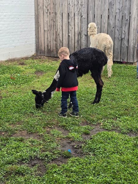 Little Stars Therapy Services