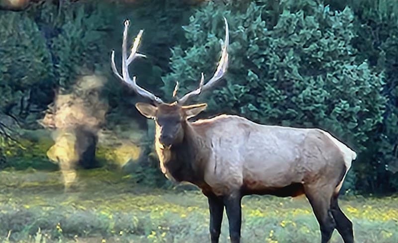 Littlefield Psychological Services