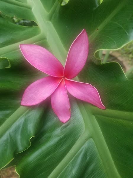 Maluhia Healing Arts Elevate Your Well-Being As A Way Of Life!