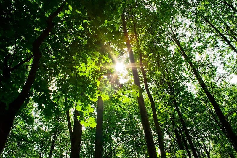 Mental Fitness Clinic