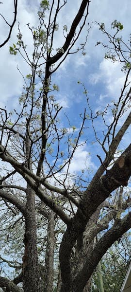 Mental Health Association of South Mississippi.