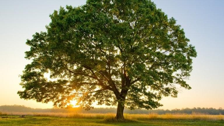 New Leaf Counseling Group