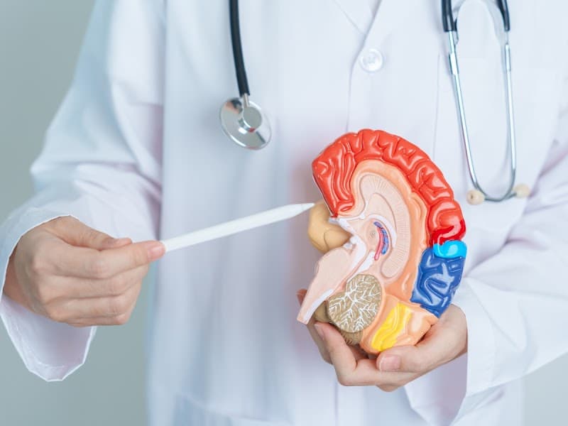 NFN Brain Connections