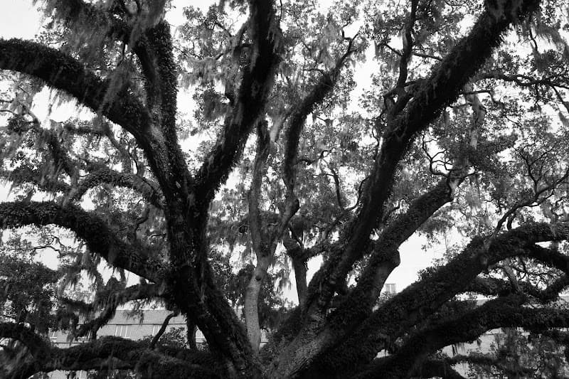 Oaks Family Counseling