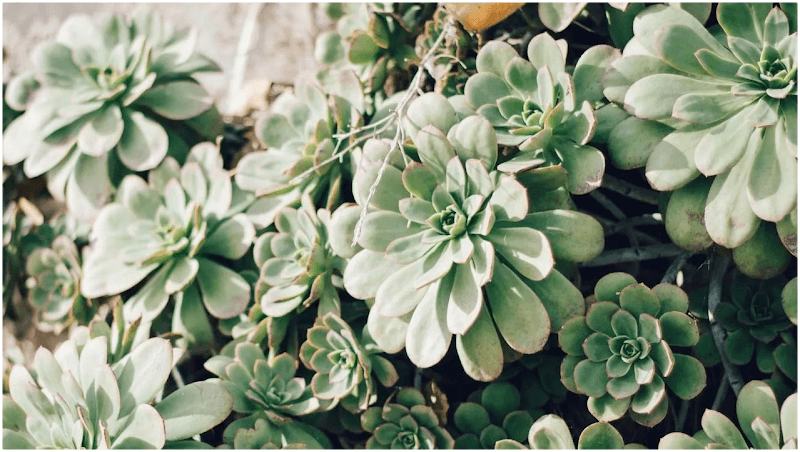 Oconee Counseling Center