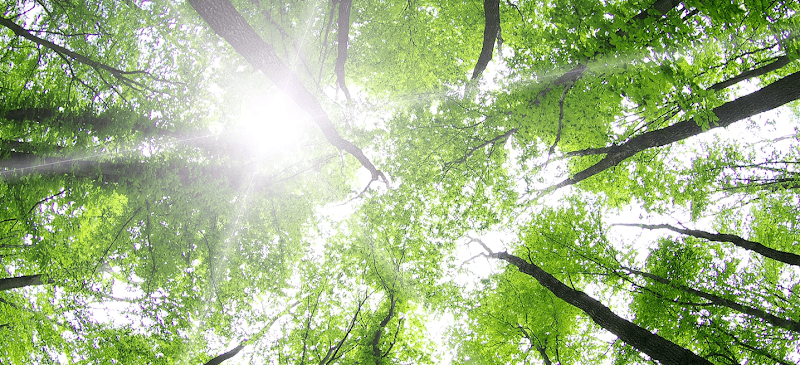 Old Tree Alchemy ~ Integrative & Sacred Healing Arts