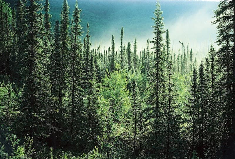 Out of the Woods EMDR and Counseling Services, PLLC.