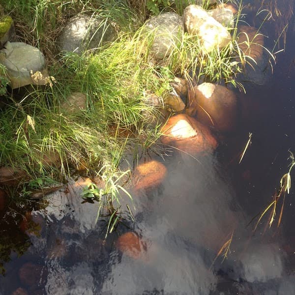 Patty Olson, LICSW Inner Wisdom Psychotherapy