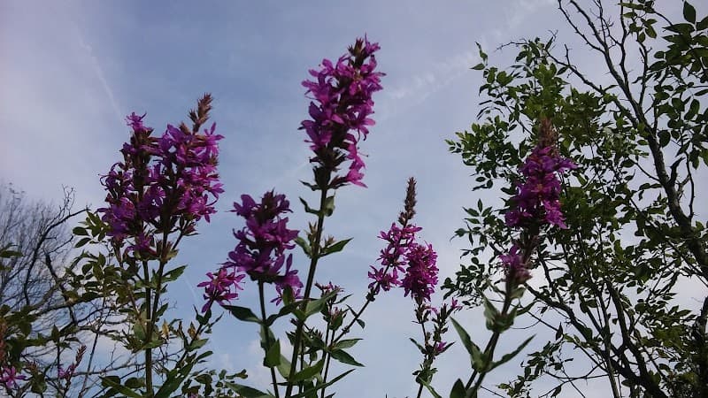 Pawkett Whole Mental Health Counseling PLLC