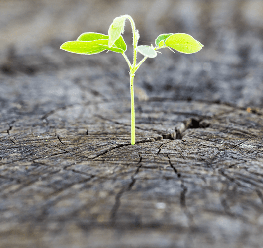 Psychiatry High Risk Program