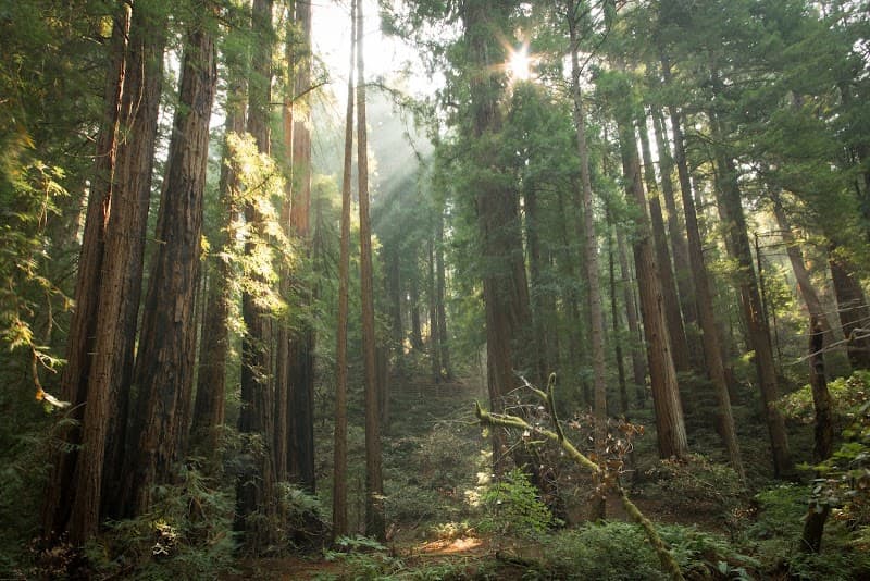 Redwood Marriage and Couples Counseling