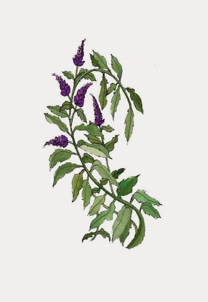 Santa Fe Sage Counseling Center