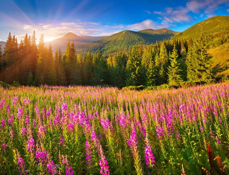 Serenity Behavioral Health Services