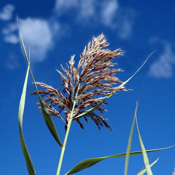 Sweetgrass Psychiatry