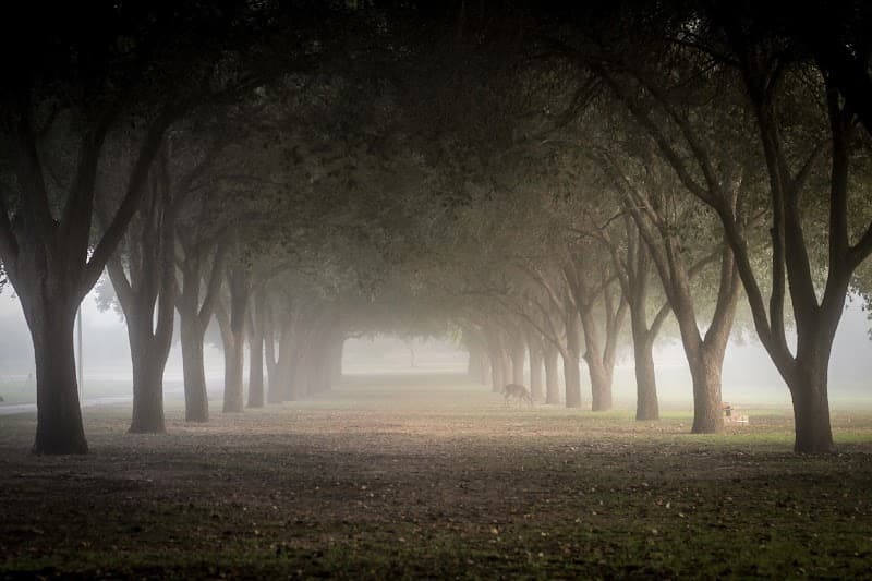 Texas A&M International University