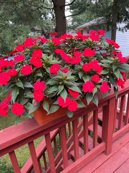 THELMA COSTELLO LMHC PC