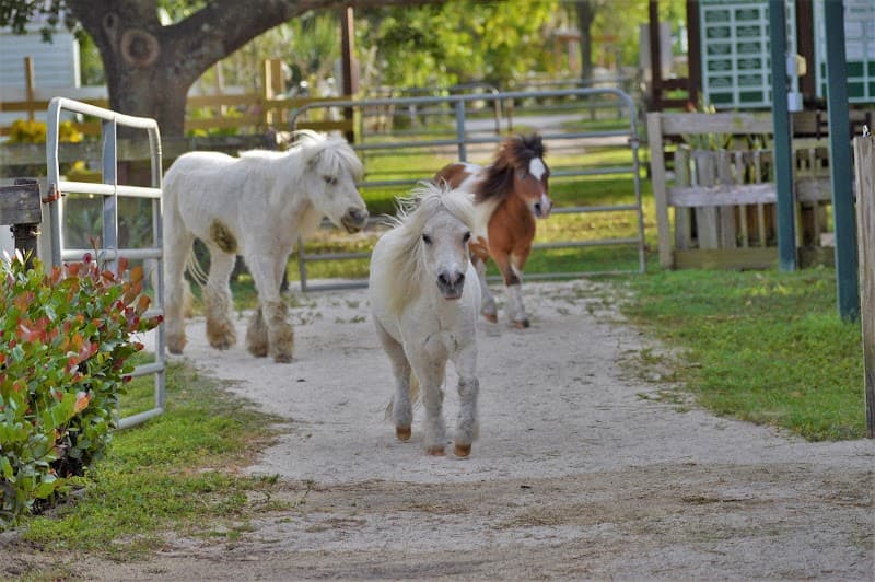 Tomorrow's Rainbow, Inc