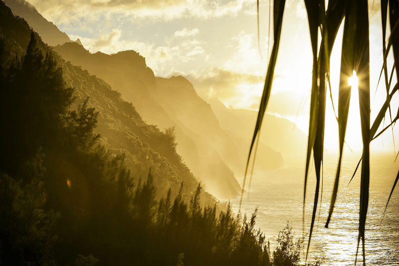 Wellness Partners Mental Health