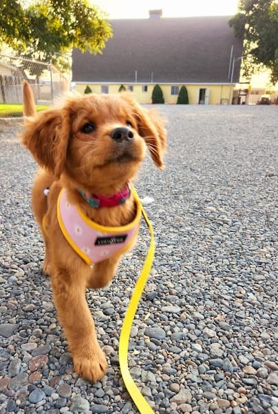 Wild Roots Therapy, INC