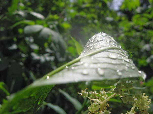 Annie H. Nguyen, Psy.D., LLC