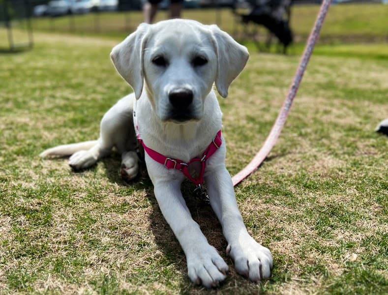 Cobblestone Therapy Group