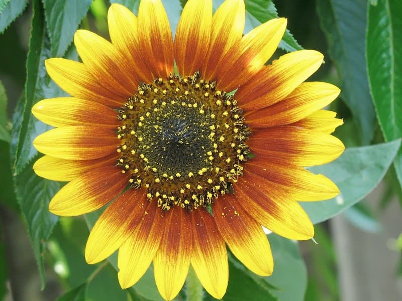 Evelyn Schmechtig Cochran, LMFT