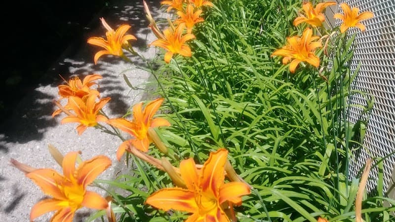 Fayna T Counseling Services-Mental Health Counseling-Depression- Anxiety