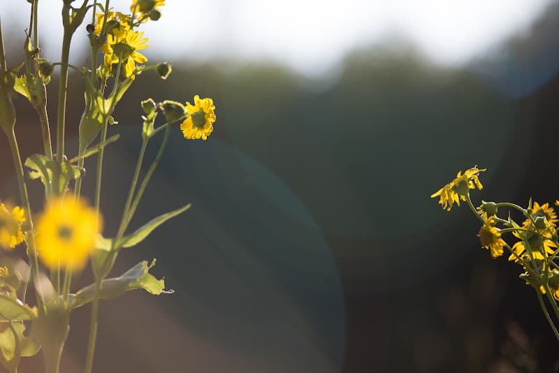 Healing Lab Somatic Therapy - Somatic Therapy for Survivors of Trauma