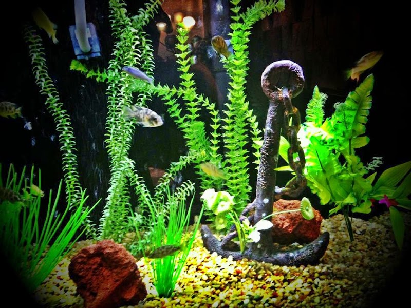 Anchor Counseling Center