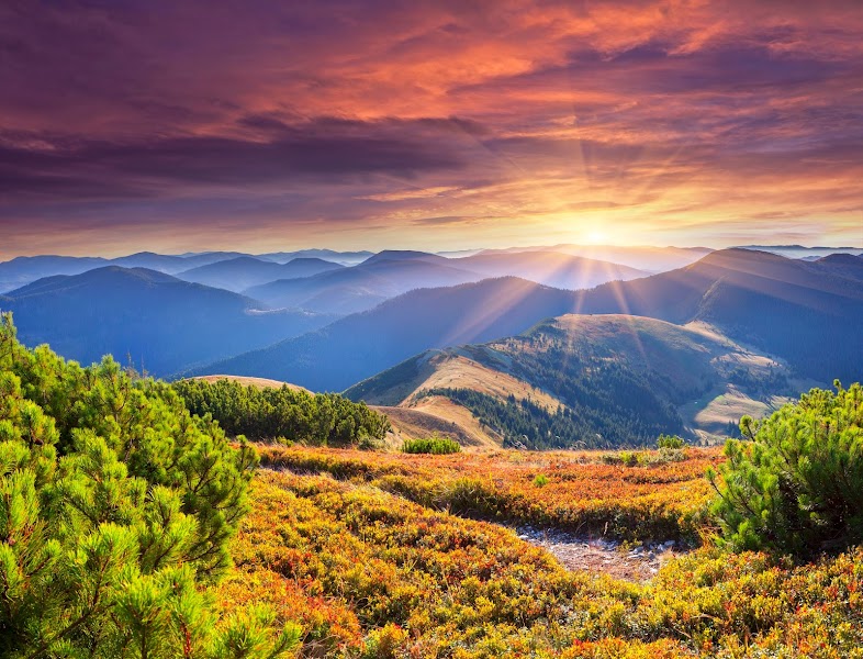 A.V.O.S. Counseling Center and Training Institute