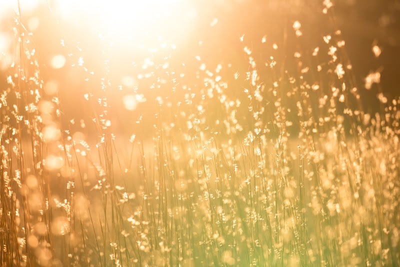 Center for Trauma Recovery and Counseling