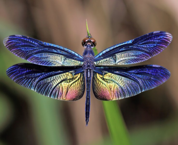 Dragonfly Counseling PLLC