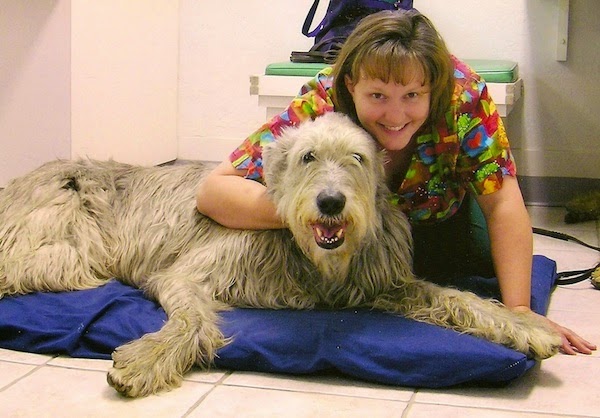 Healing Arts Animal Care