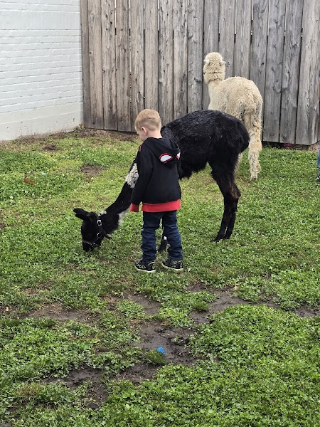 Little Stars Therapy Services