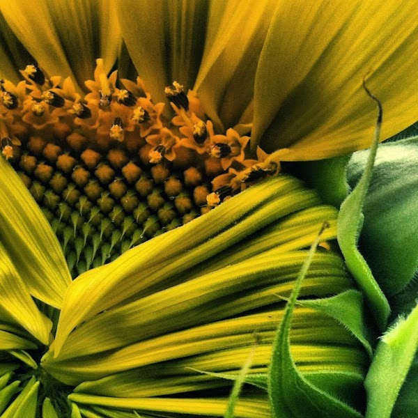 Lynetta Clark, MS LPC | Grief Counselor