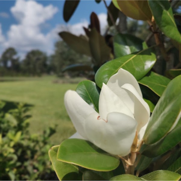 Mindful Hearts Institute EMDR Therapy